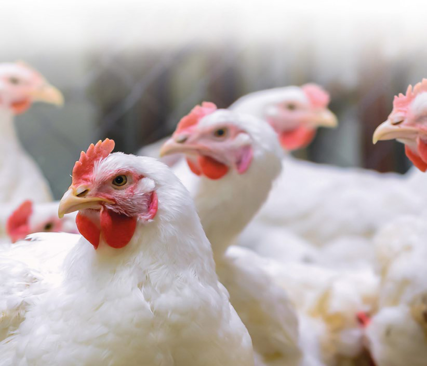 Relación entre aditivos alimentarios y el perfil de ácidos grasos en pollos