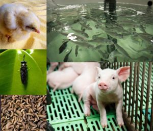 Black Soldier Fly Larvae in Livestock Diets: Benefits to its inclusion