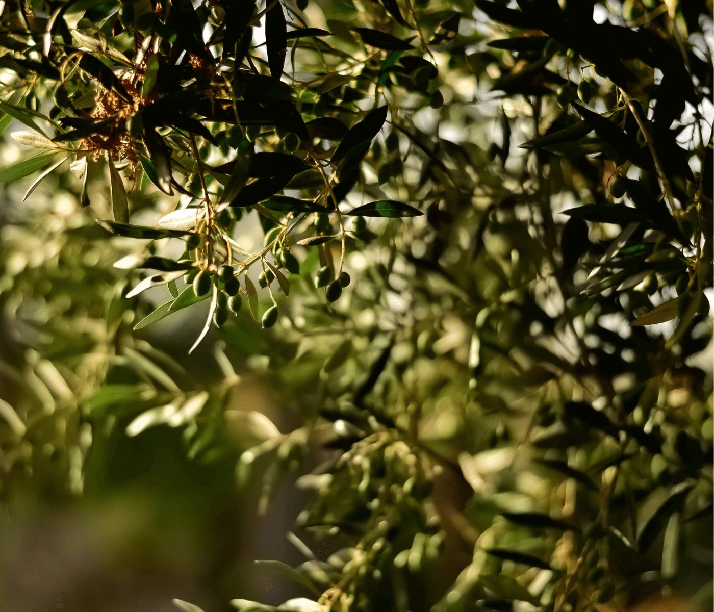 Evalúan la pulpa de oliva como componente de la dieta de cerdas ibéricas