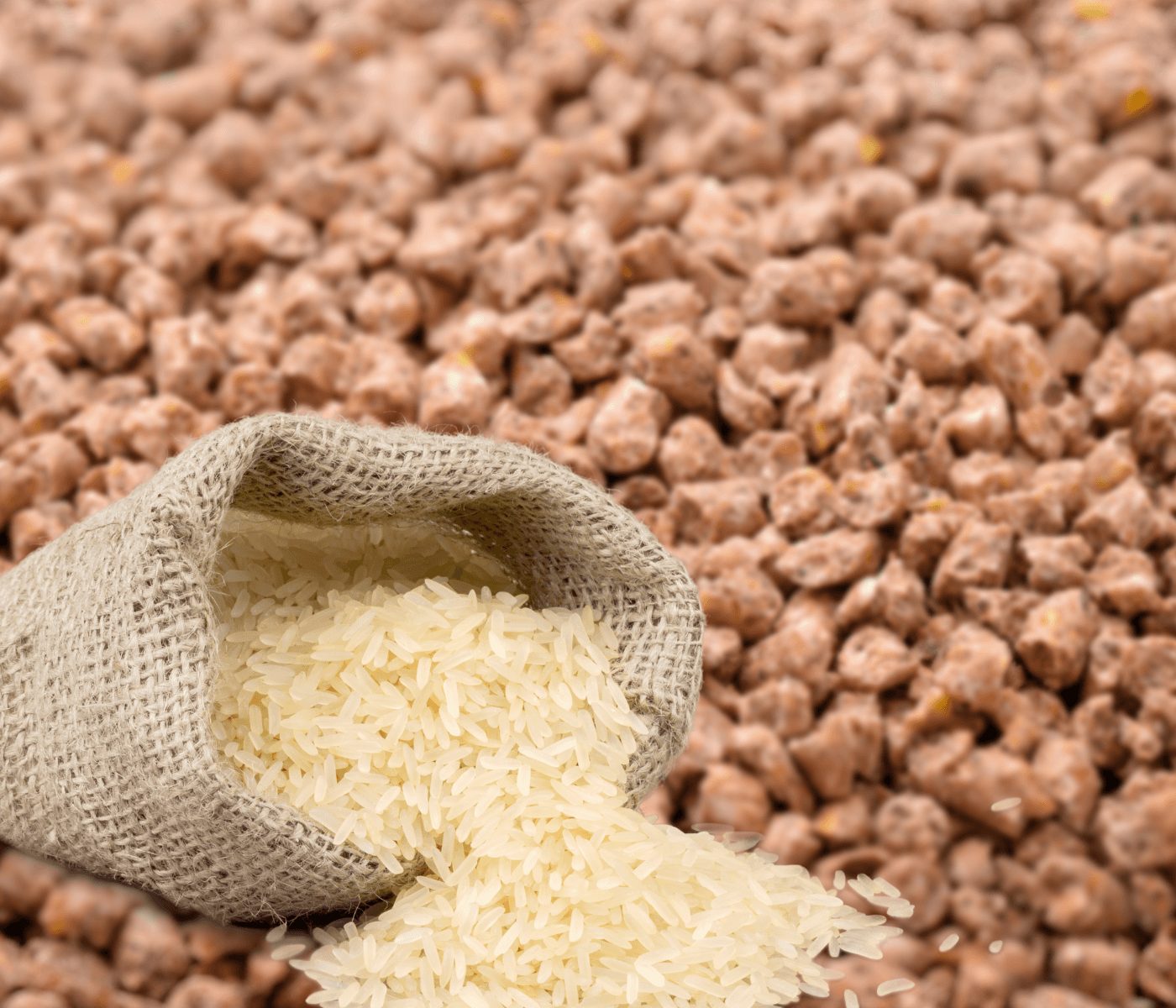Use of rice in animal feed as a substitute for corn