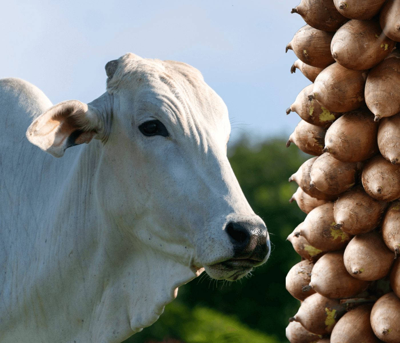 Babaçu: subprodutos da cultura podem ser utilizados na alimentação de bovinos?