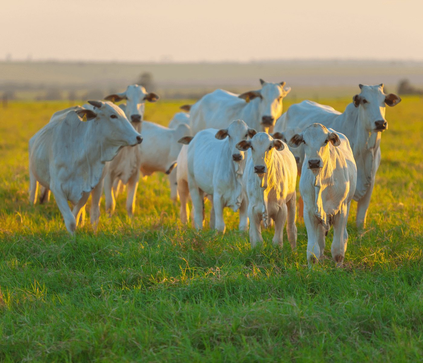 Ministério da Agricultura investiga suspeita de caso da vaca louca no Brasil