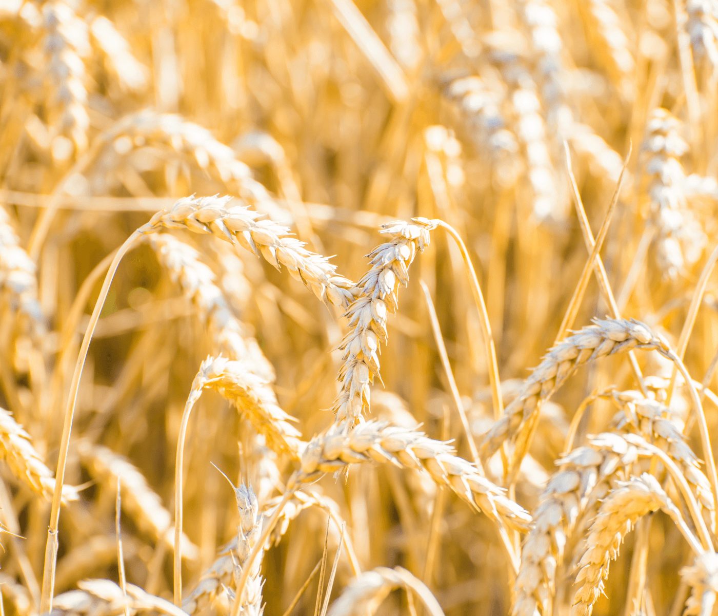 La FAO modifica su estimación de producción de cereales para 2022/2023