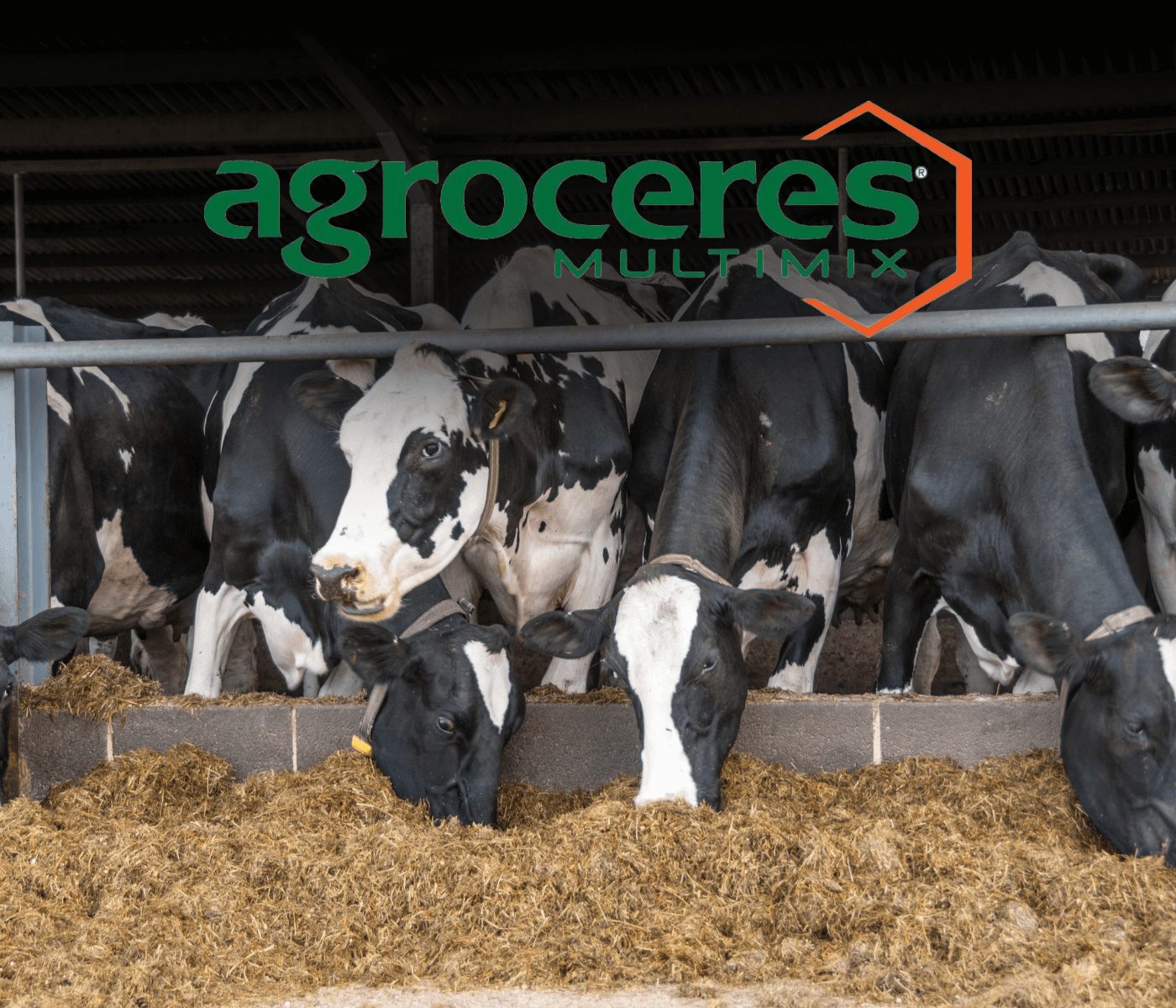Como contornar os altos custos de produção na bovinocultura de leite?