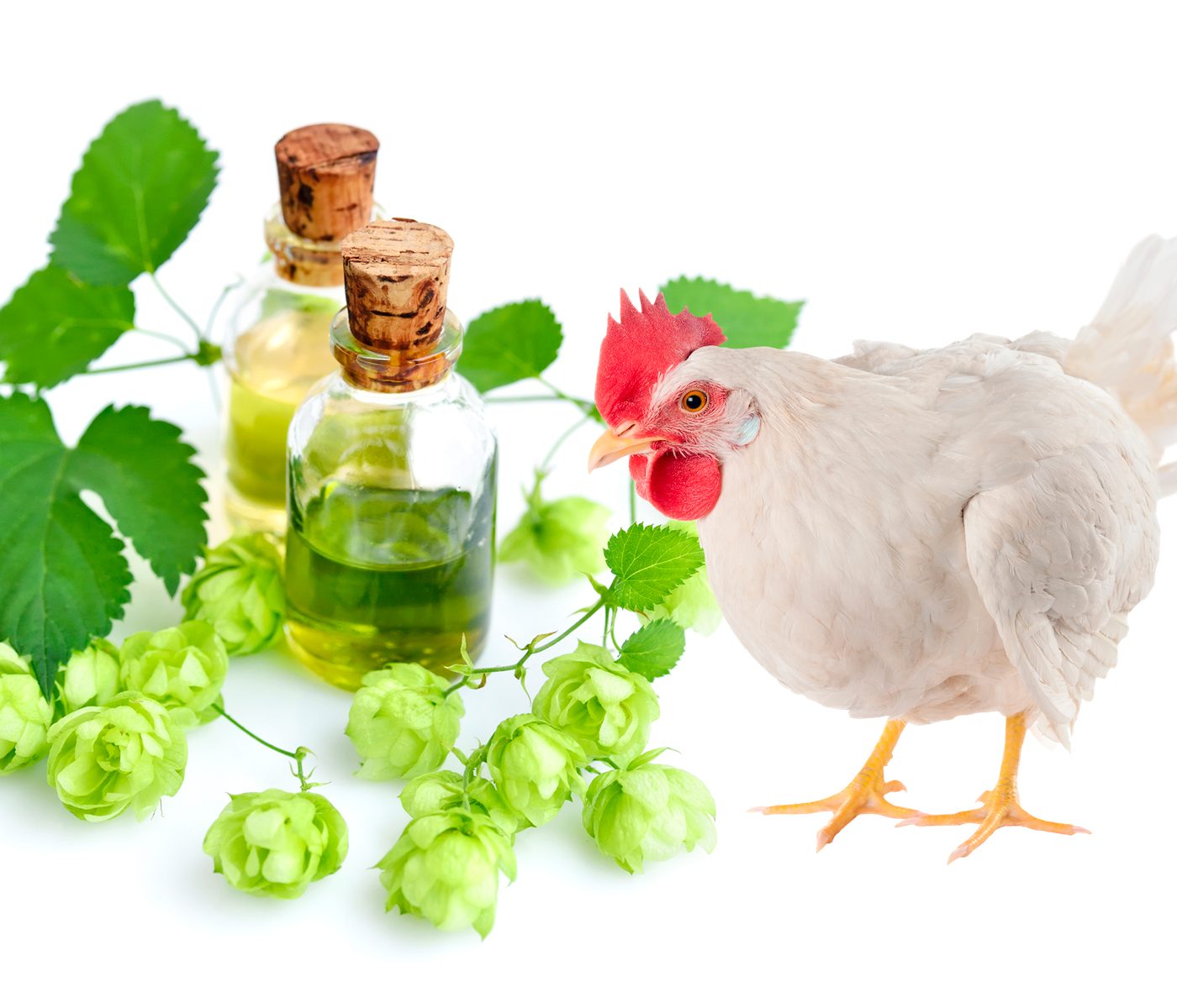 Propiedades de los fitogénicos en la producción avícola sostenible
