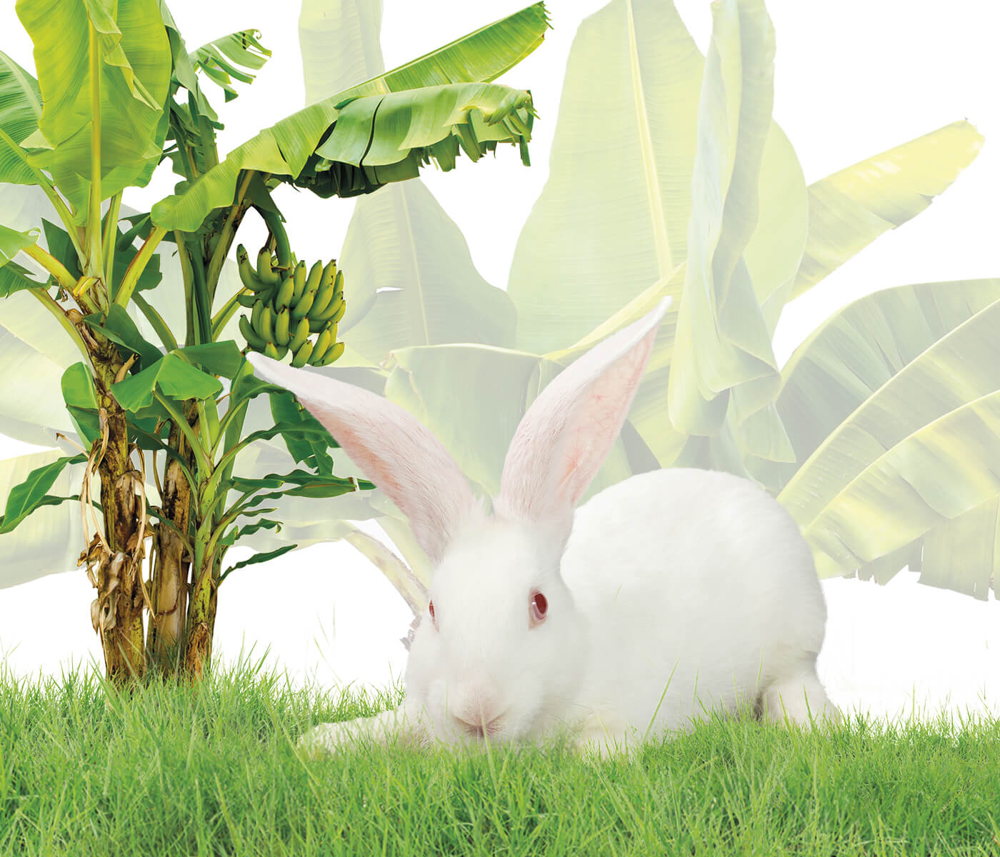 Avaliação nutricional da folha de bananeira desidratada para coelhos de corte
