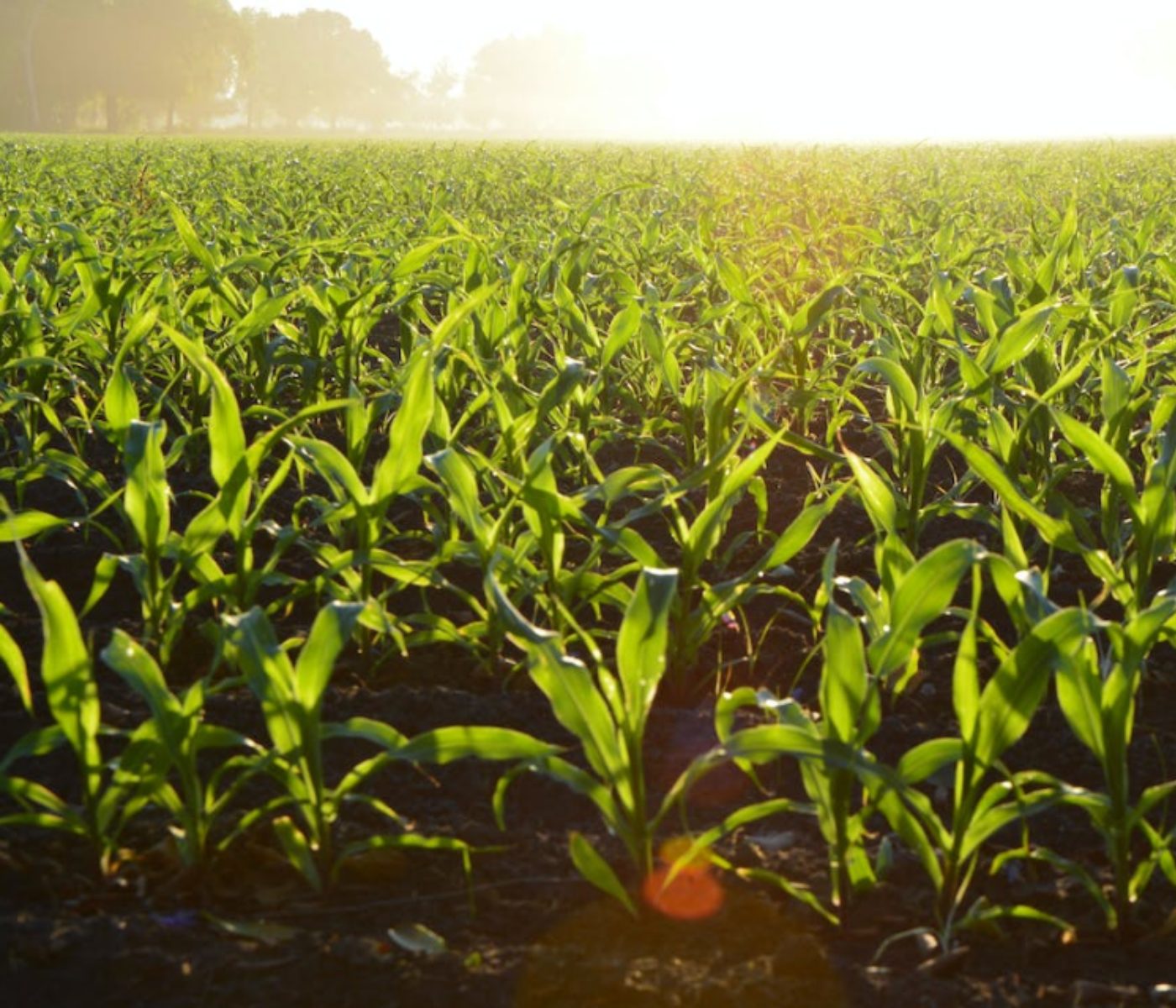 Efectos del cambio climático sobre el mercado de maíz y soja en EEUU
