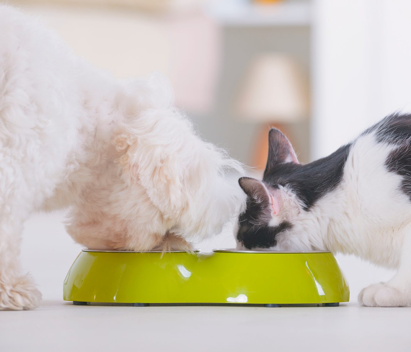 Mascotas ¿Cuáles son los alimentos funcionales?