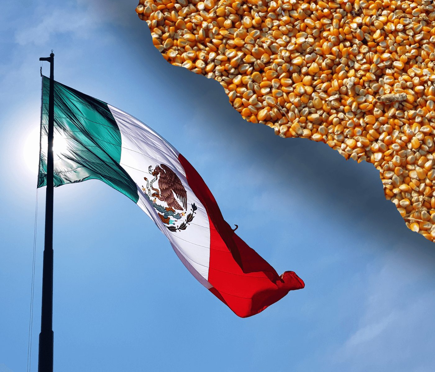 México libera importação de milho transgênico para uso em ração animal