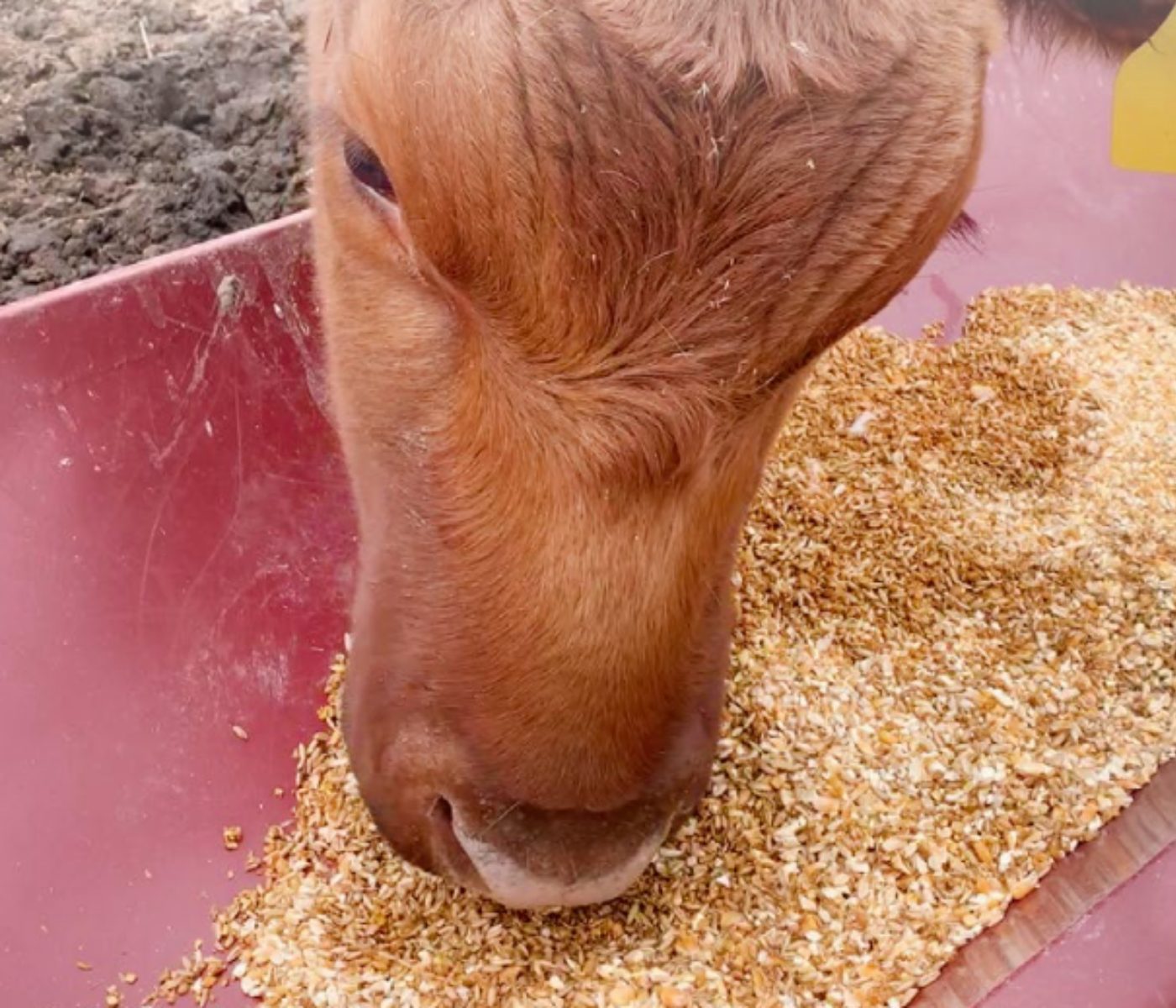 Calf nutrition: weaning practices (Part II)