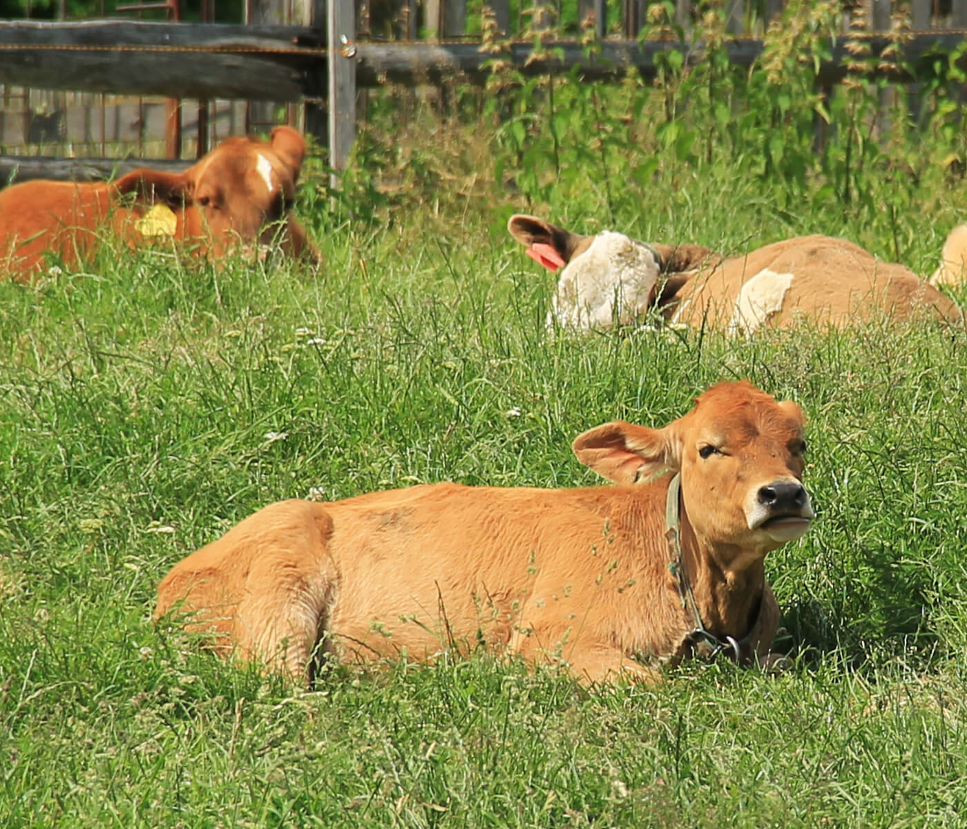 Calf nutrition: weaning practices – Part I