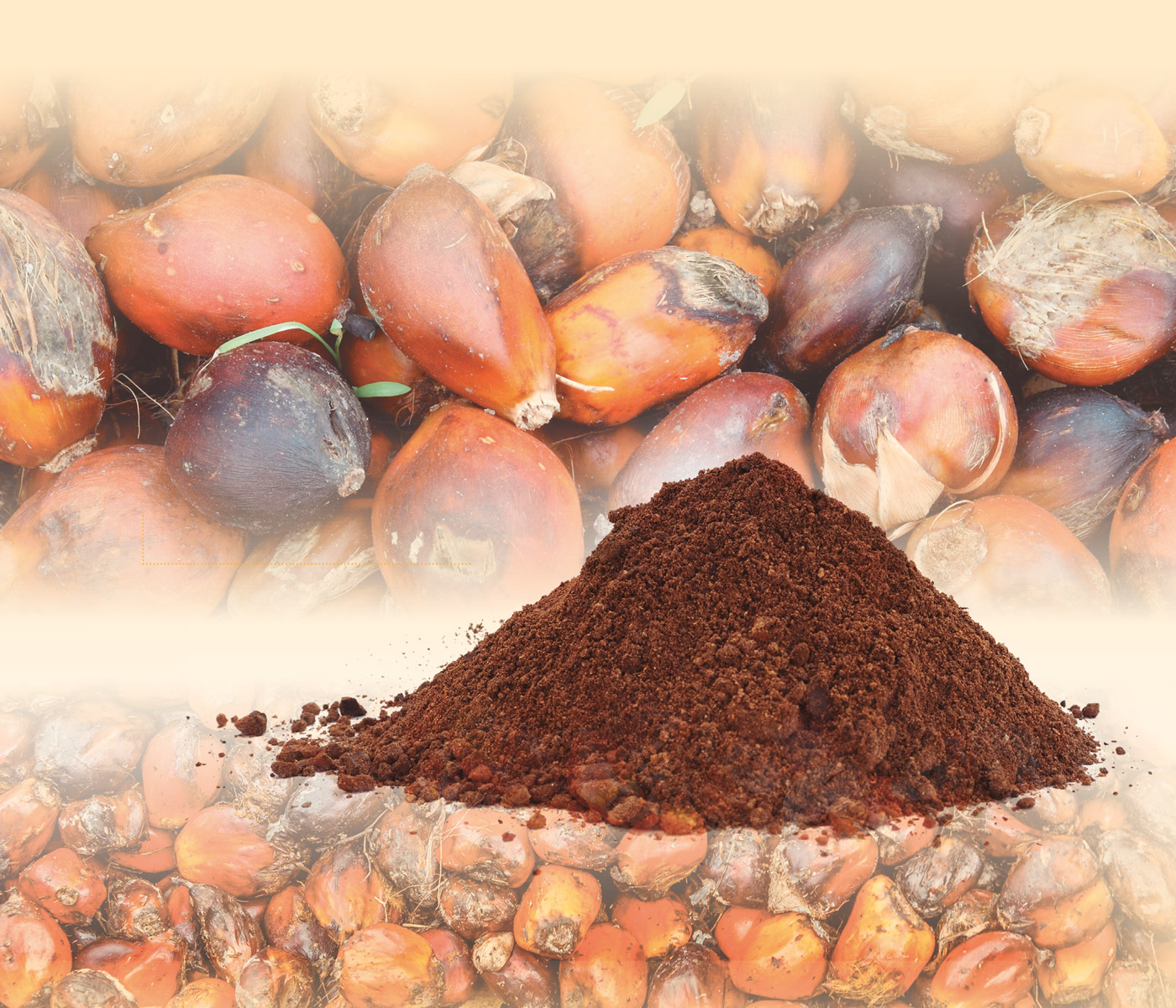 Ficha de materia prima: Torta y harina de palmiste