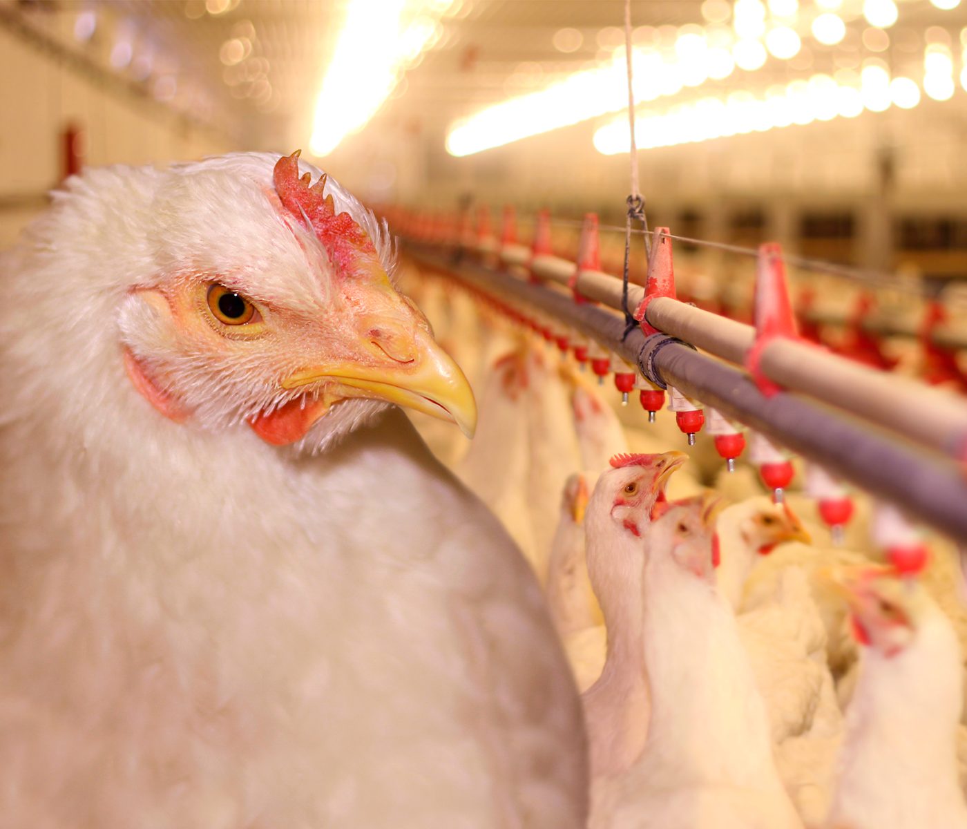 Arginine: Assessing the use of higher inclusion levels in broiler...