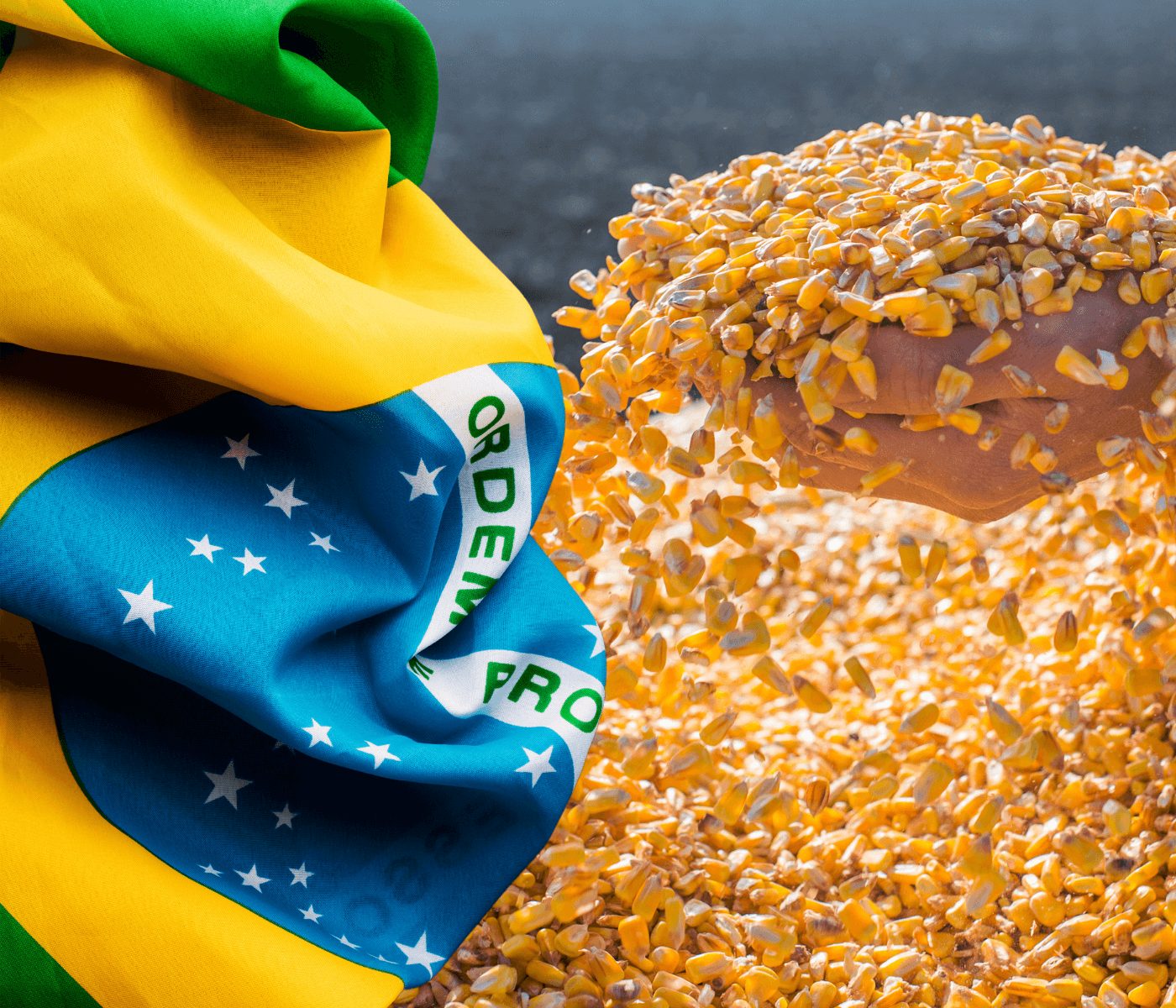 Brasil pode se tornar o maior exportador mundial de milho