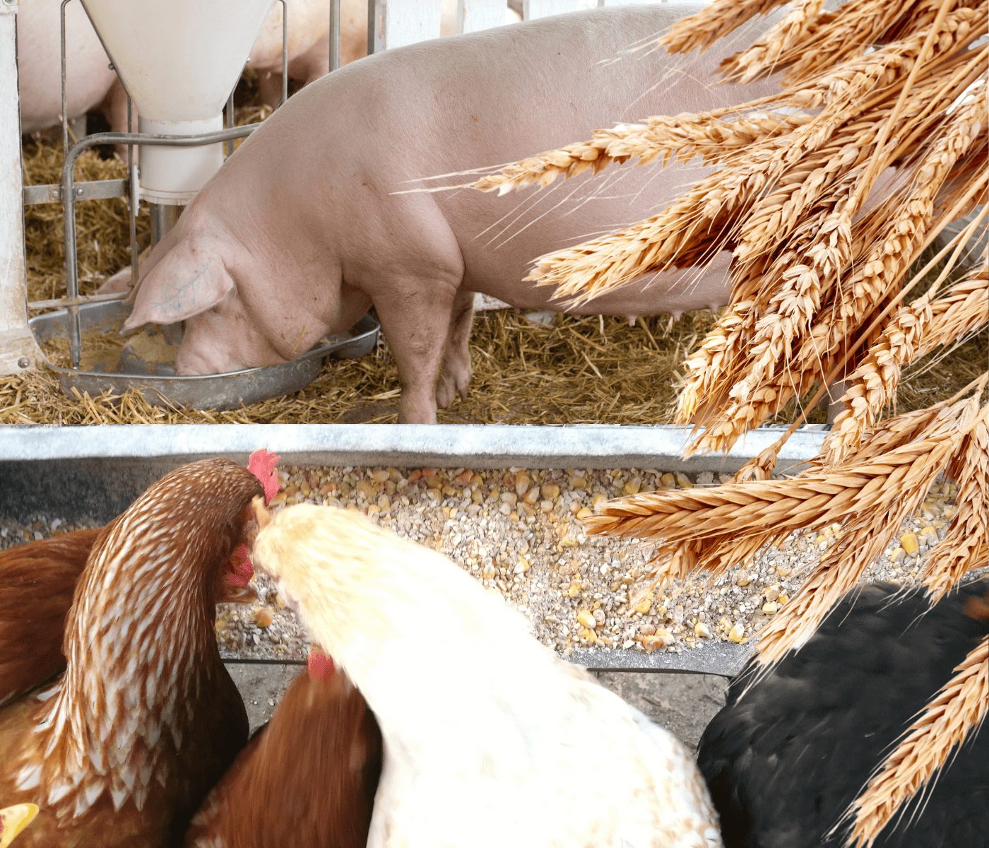 Programa Duas Safras reforça o uso de cereais de inverno na alimentação animal