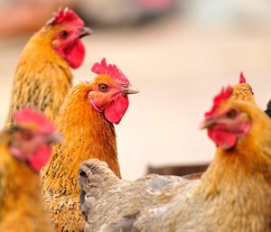 ¿Qué ocurre con una dieta baja en calcio en gallinas?