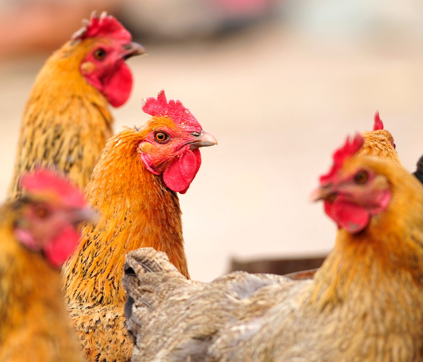 ¿Qué ocurre con una dieta baja en calcio en gallinas?