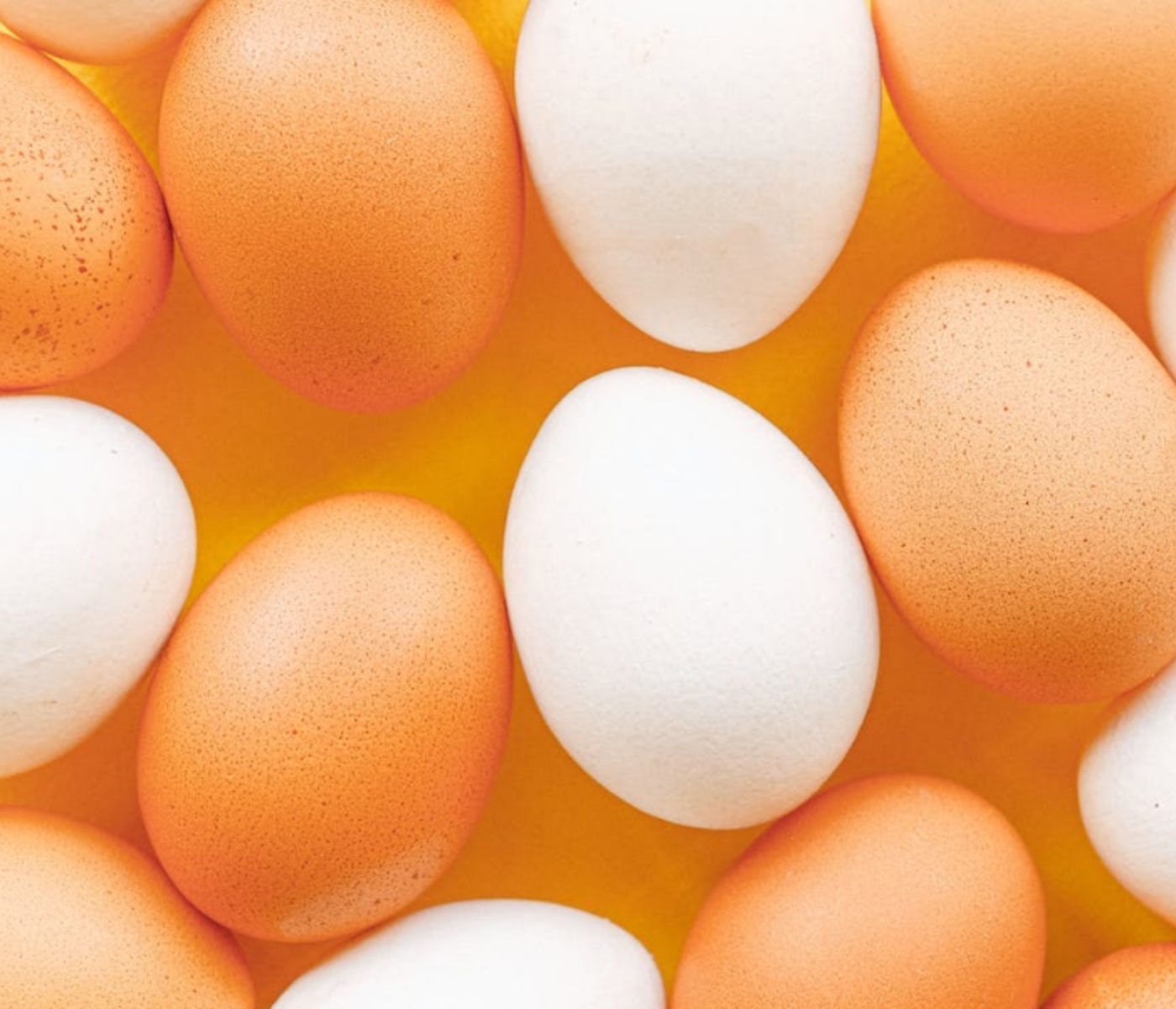 ¿Cómo usar huevos secos procesados como aditivo para pollos de engorde?