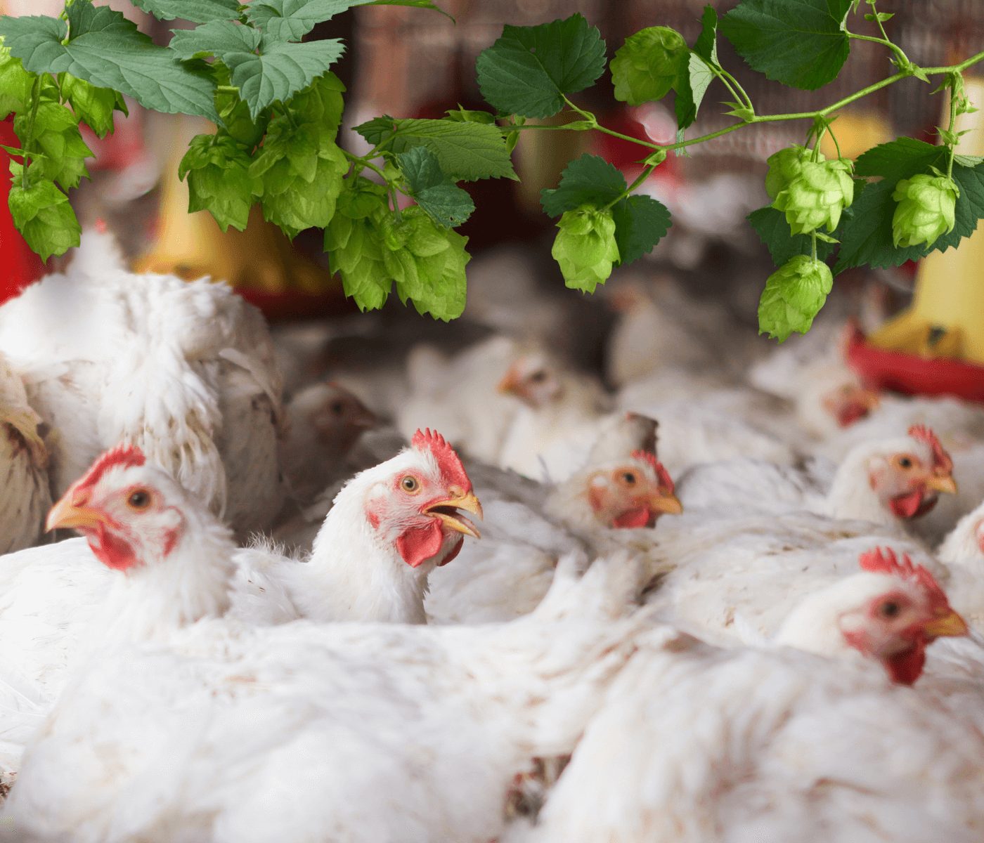 Lúpulo tem potencial para reduzir uso de antibióticos na avicultura