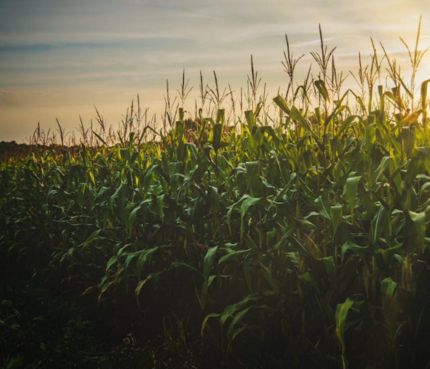 Brazil could overtake the U.S. as the world’s top corn...