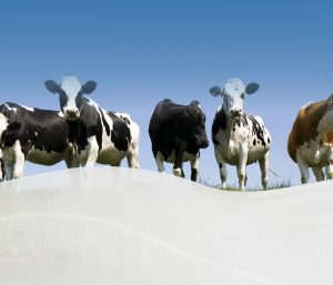 Pós-parto: manejo nutricional para o sucesso da lactação