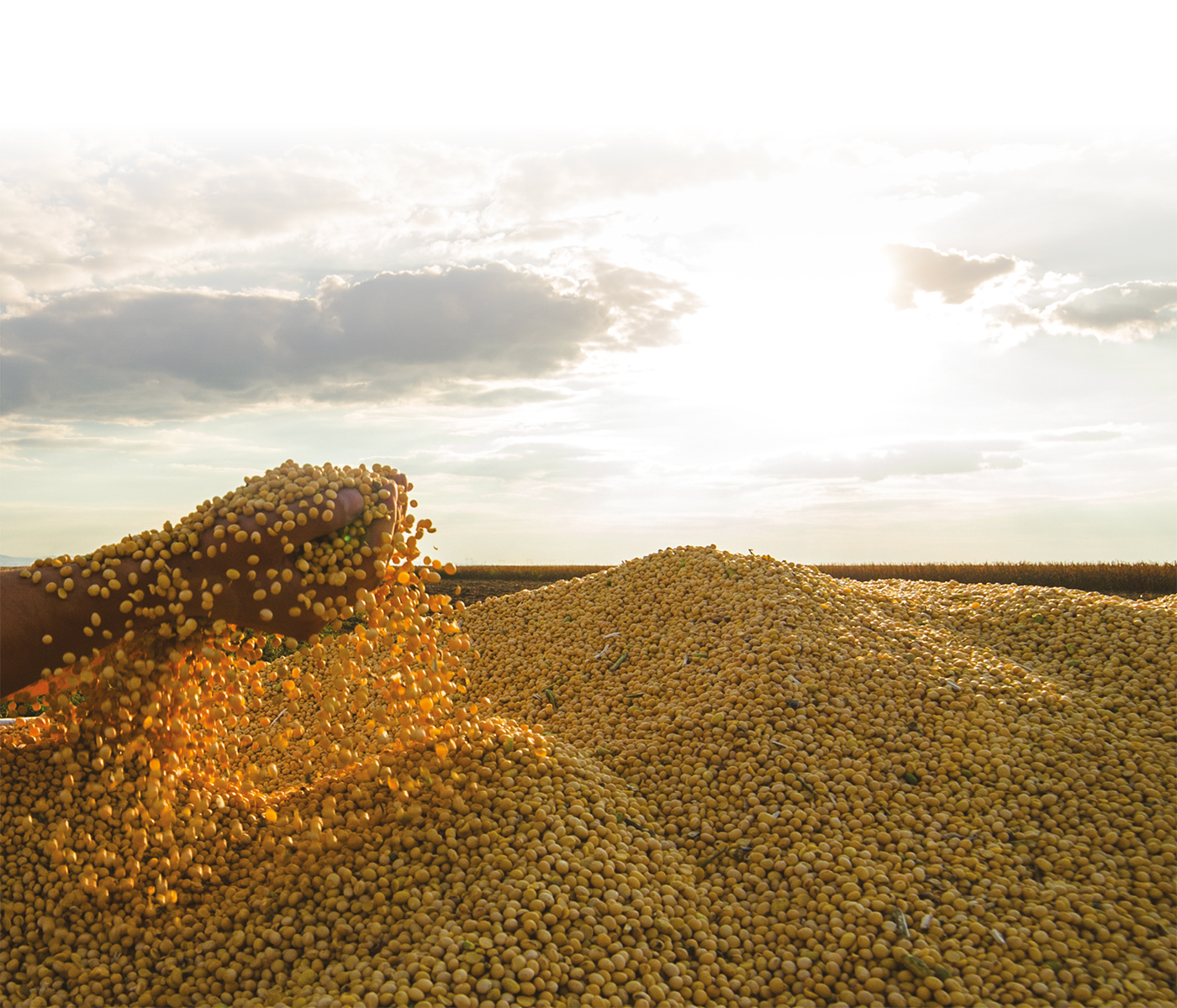 Navigating Grain Market Shifts: Insights from March USDA Report