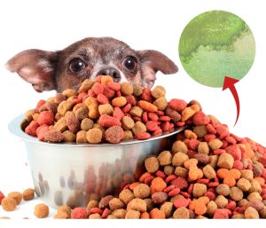 Efecto del hierro en microalgas sobre la nutrición de perros