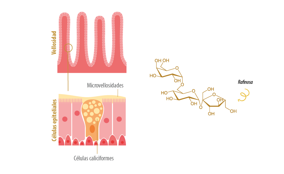 microvellosidades-celulas-caliciformes
