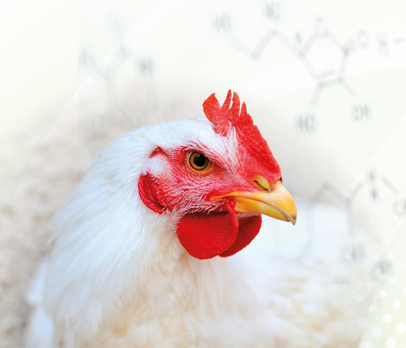 Efecto de una formulación poliherbal a una dieta alta en energía para pollos ..