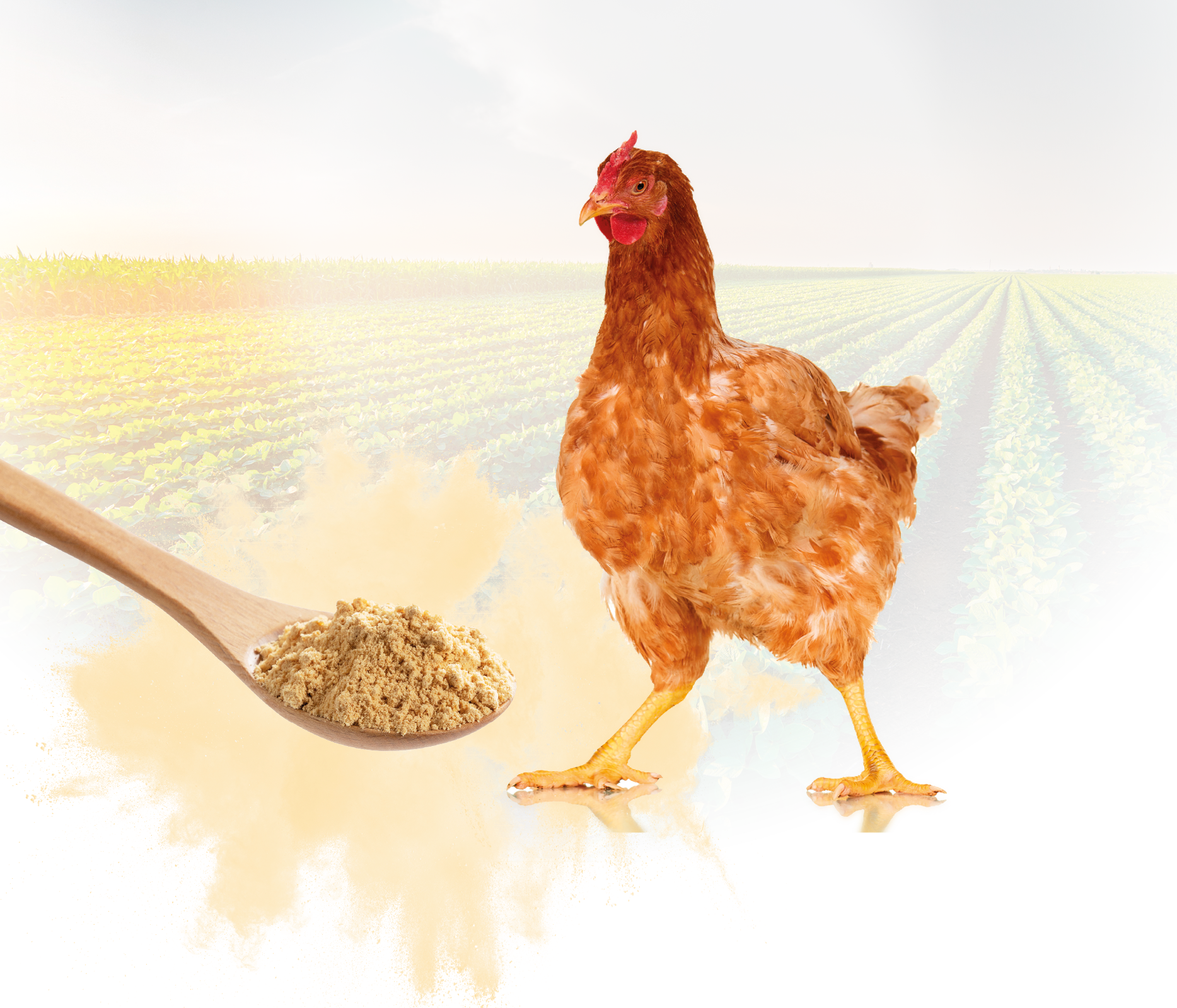 Importancia del tratamiento térmico de la harina de soja para aves de corral