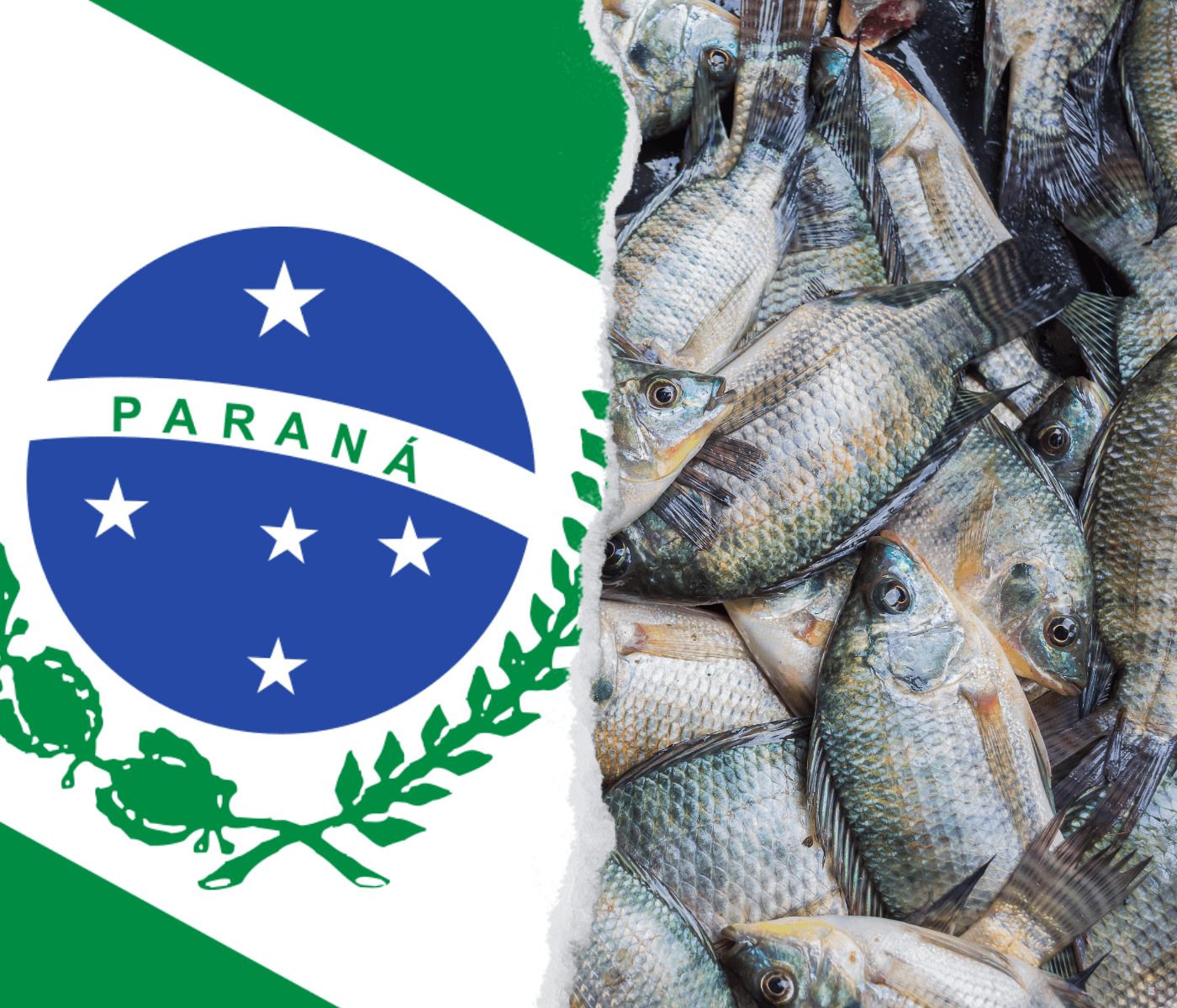 Paraná lidera produção e exportação nacional de carne de peixe