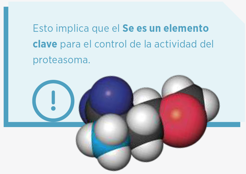 selenio-elemento-clave-actividad-proteasoma