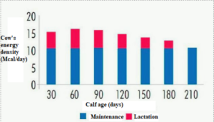 calf nutrition-weaning