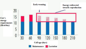 Early weaning: nutrition, vaccination