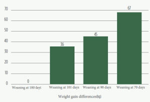 calf nutrition-weaning