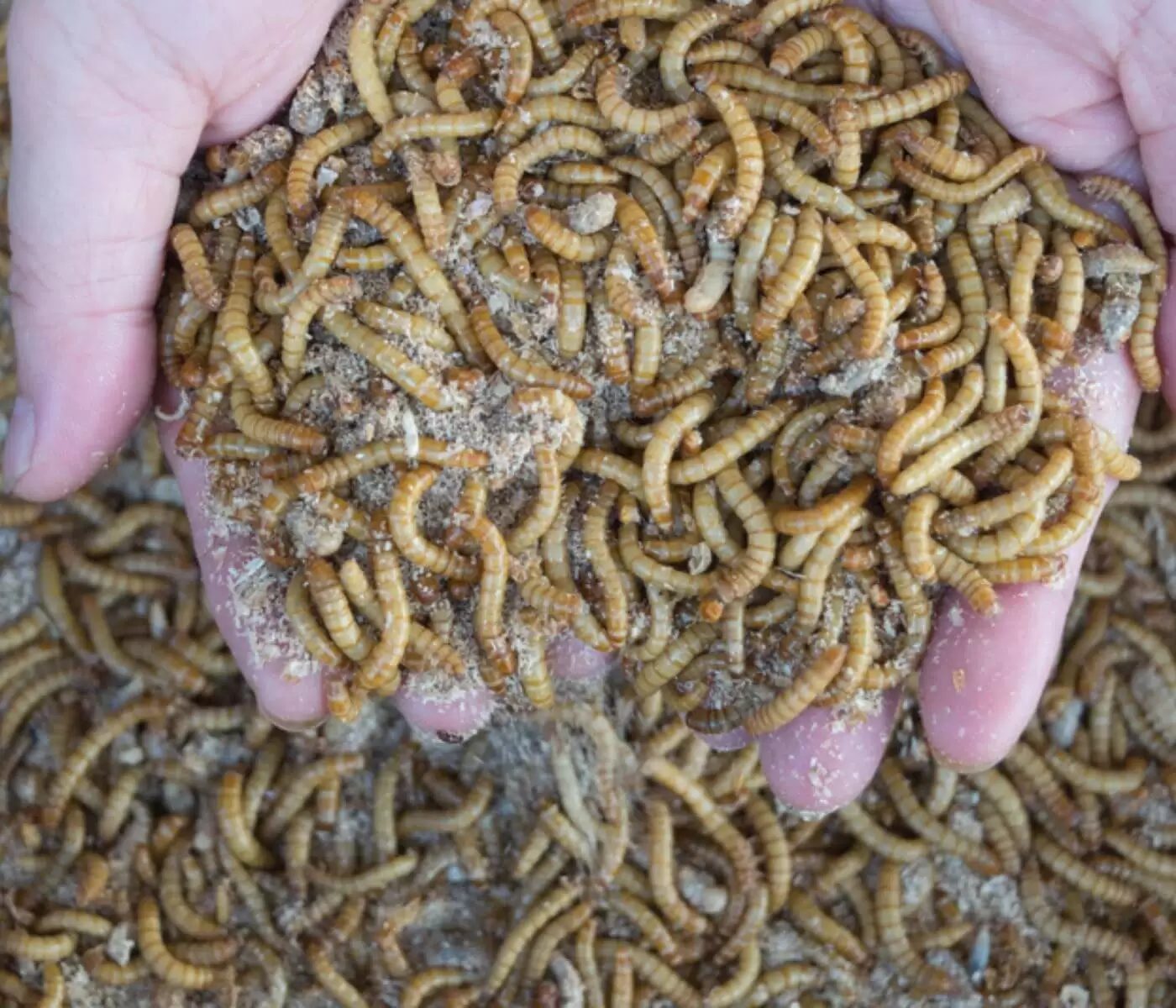 Insects in poultry feed: A compilation of past experiences