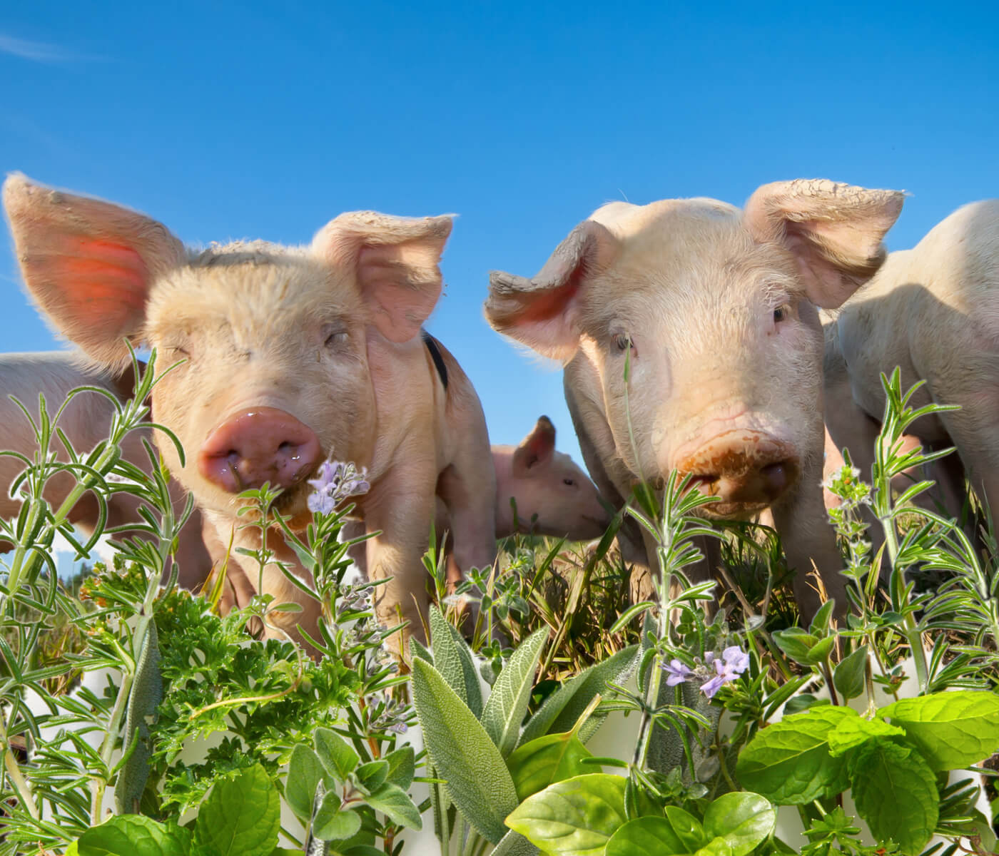 Uso de aditivos fitogênicos na dieta dos suínos: por quê?
