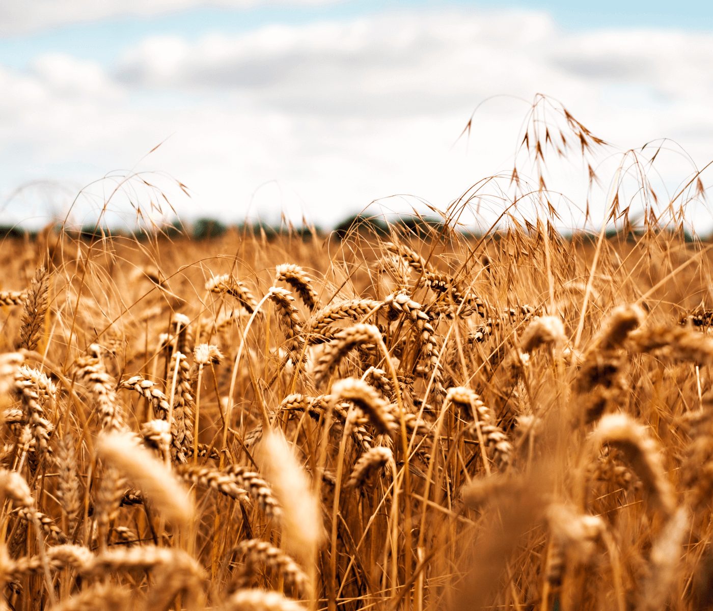 Embrapa: mês de maio terá agenda voltada ao cultivo de cereais de inverno