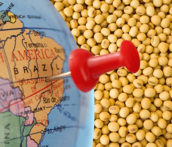brasil-pode-ser-maior-exportador-de-farelo-de-soja