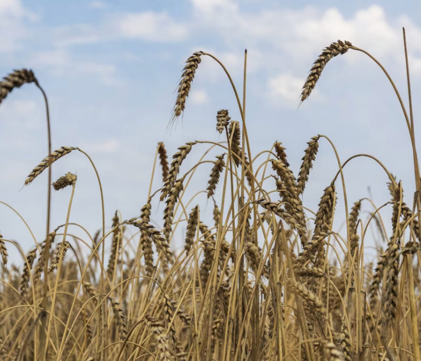 Cereal production in Spain under a veil of uncertainty