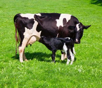 Body condition-postpartum dairy cows