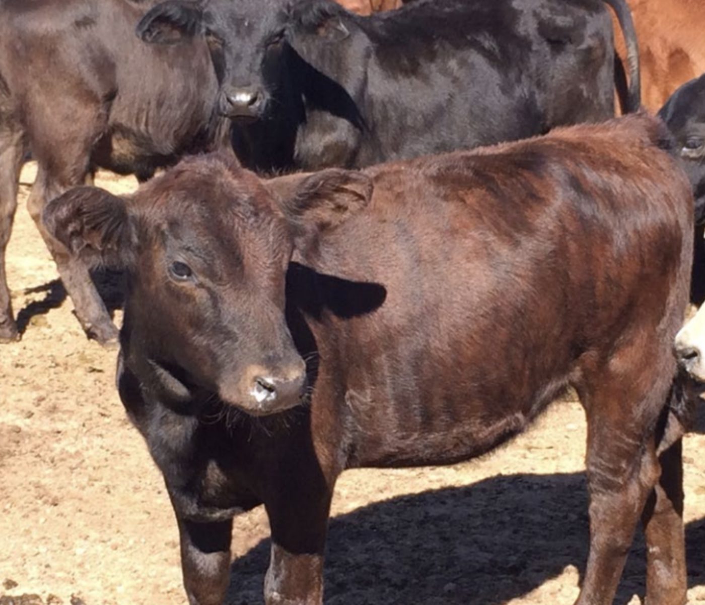 Calf nutrition: weaning practices (part III)