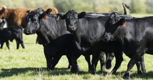 calf nutrition-weaning