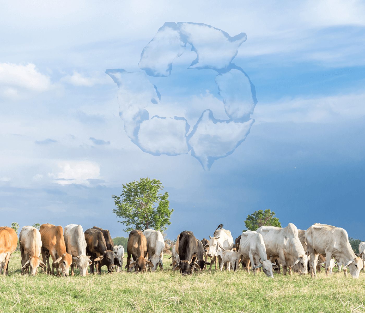 Reciclagem animal: setor da carne é destaque no reaproveitamento de resíduos