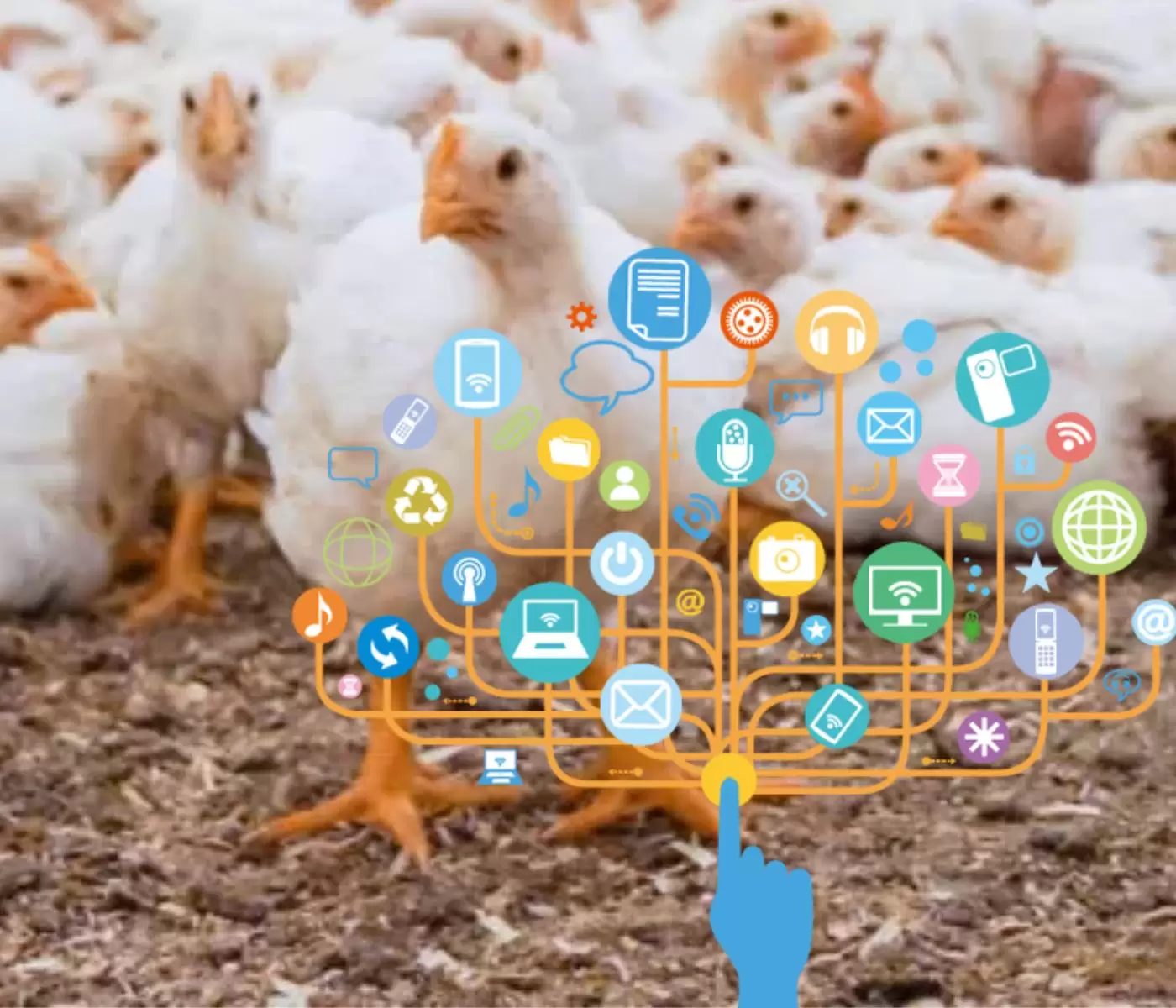 Internet of Animals: the future for health and welfare assessments in poultry