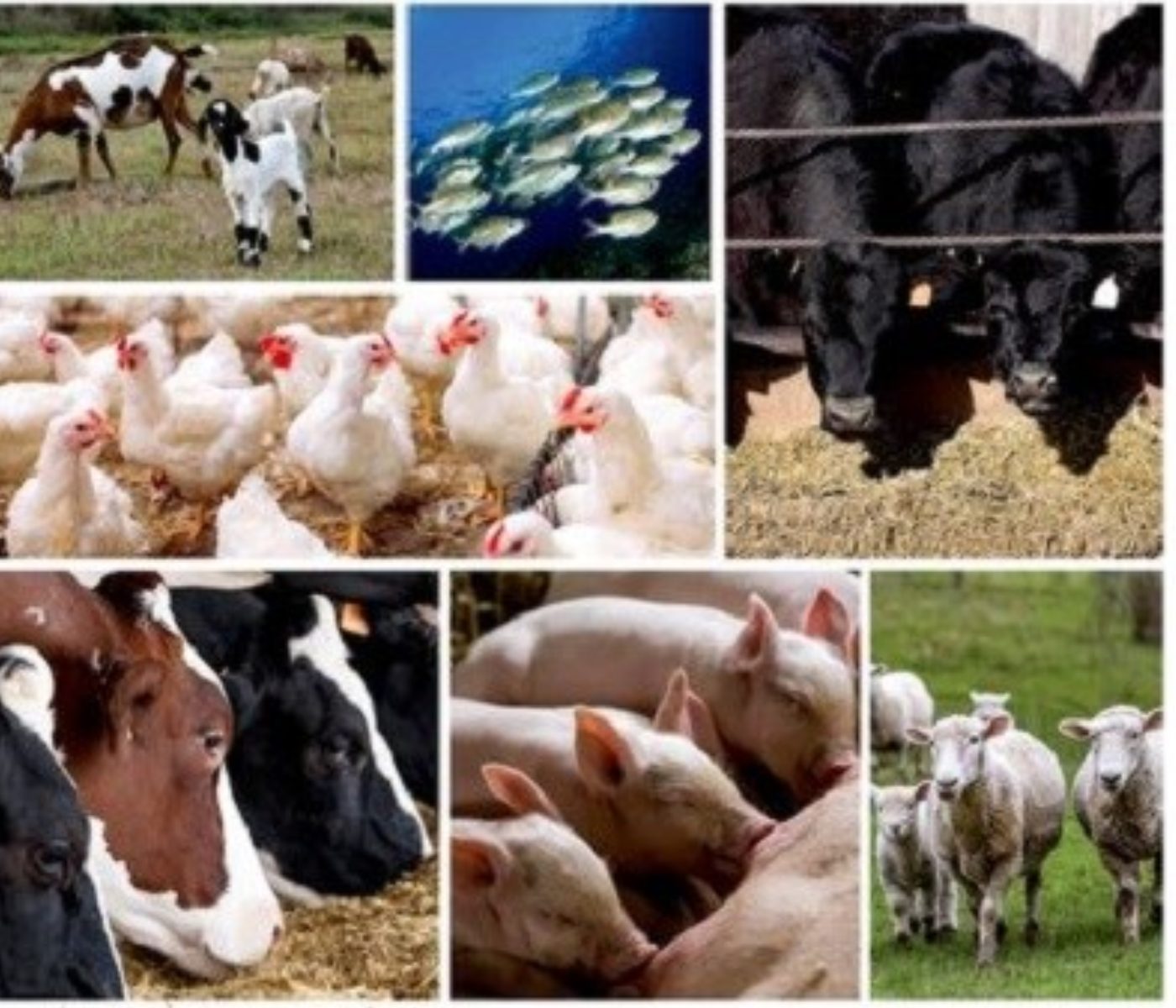 Mechanistic Nutrition Models: Paving the Way for Sustainable Animal Production