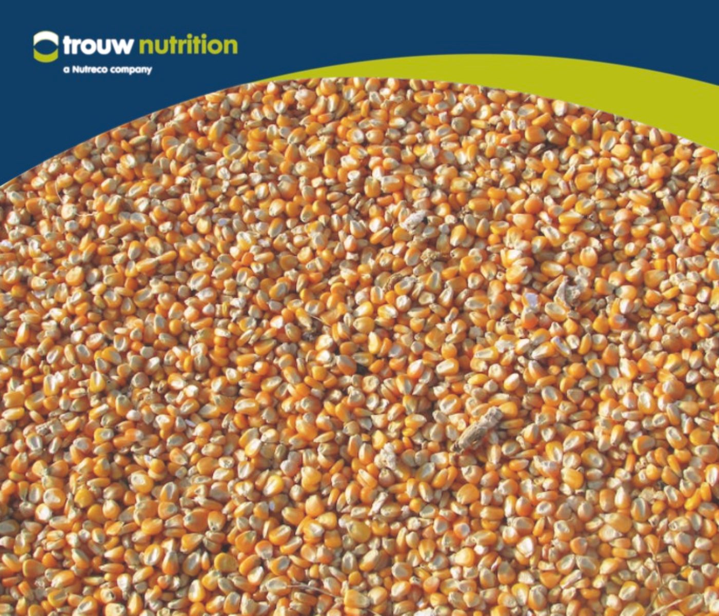 Trouw Nutrition España desarrolla una calibración NIR para xantófilas en maíz