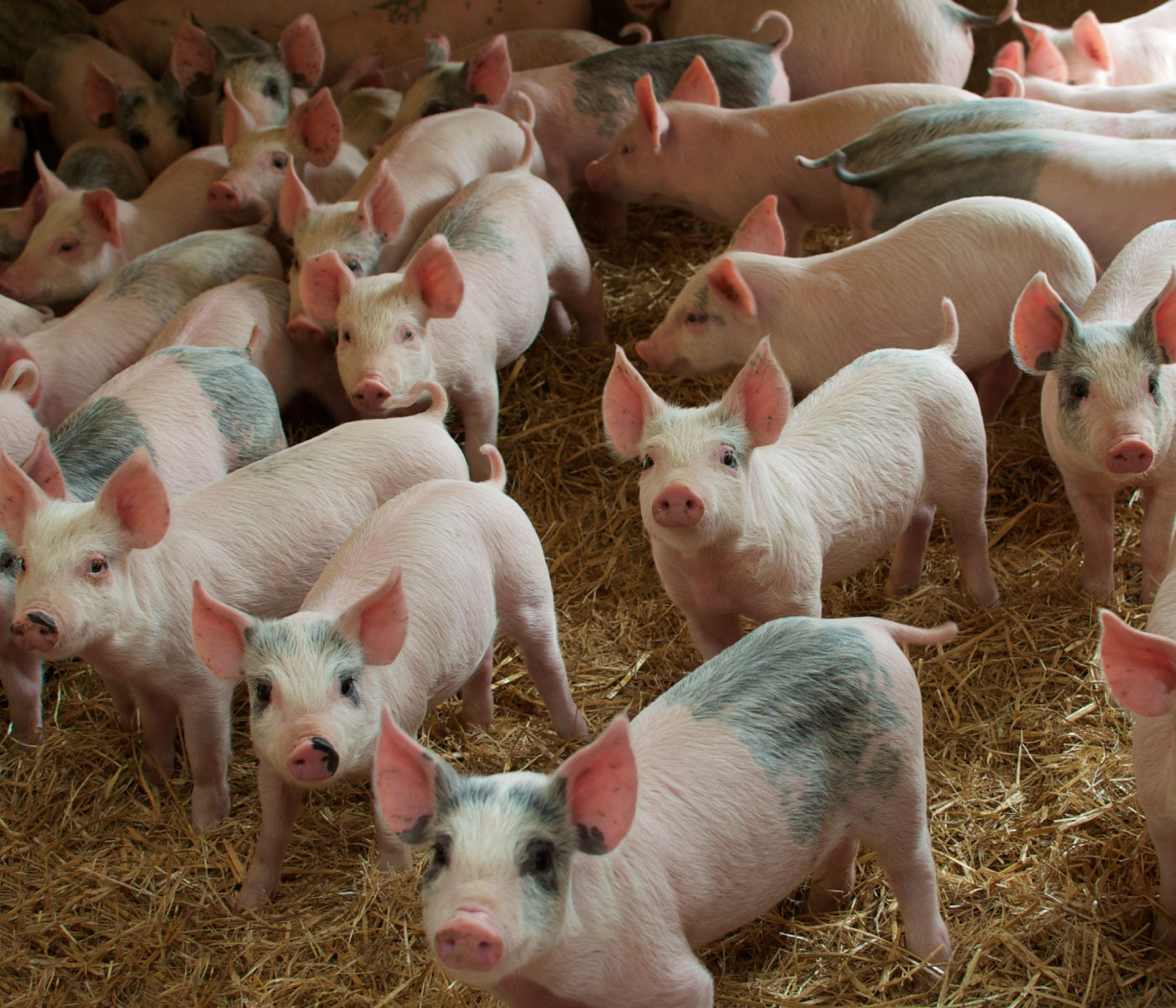 Combinación de aceites en el rendimiento y la prevalencia de la tos en cerdos