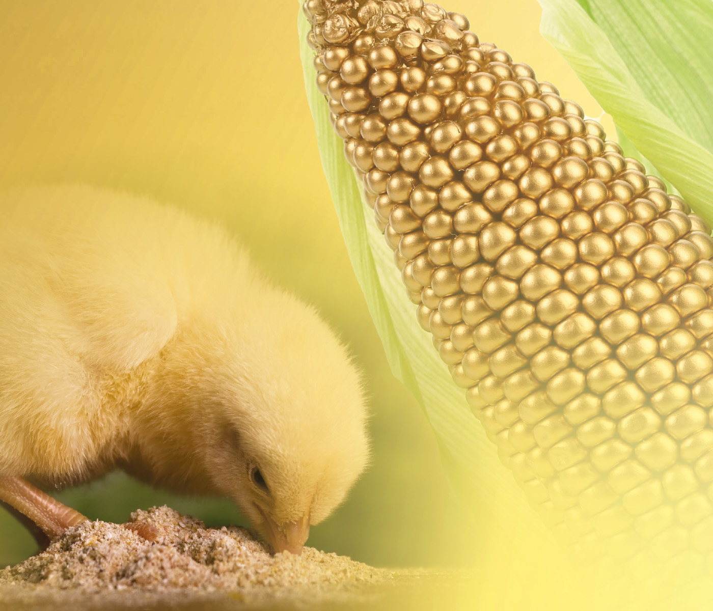 Composição do milho na nutrição de frangos de corte
