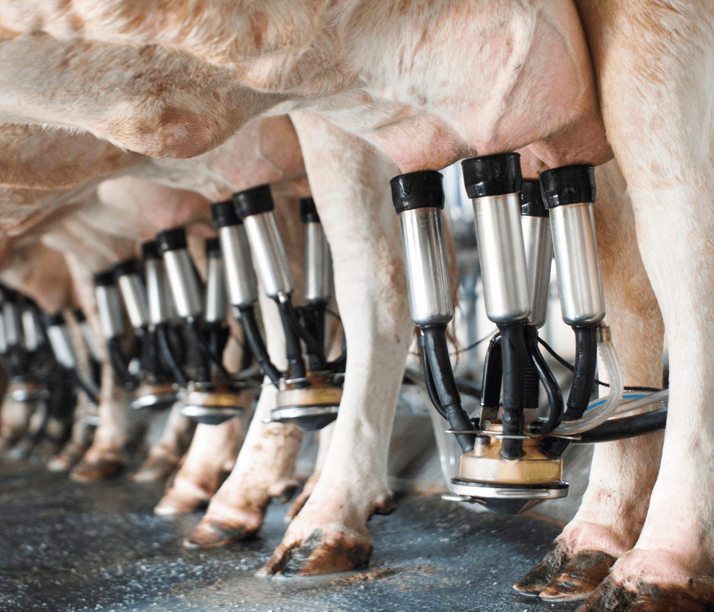 Governo Federal publica decreto que fortalece a cadeia do leite no país